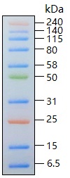 Broad Multi Color Pre-Stained Protein Standard（M00624）